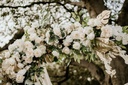 Rustic Package