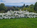 Classic White ground Arch/Floor Nest